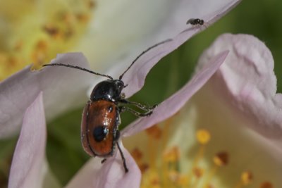 Cryptocephalus bipunctatus