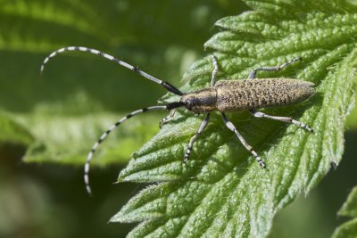 Agapanthia villosoviridescens