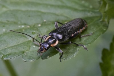 Cantharis obscura