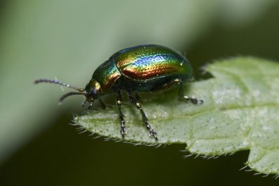 Chrysolina cerealis