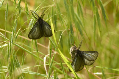 Pentaphora morio 