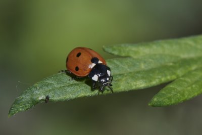 Coccinella septempunctata