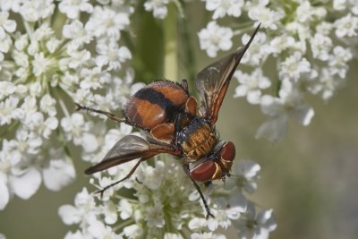 Ectophasia crassipennis (m) 