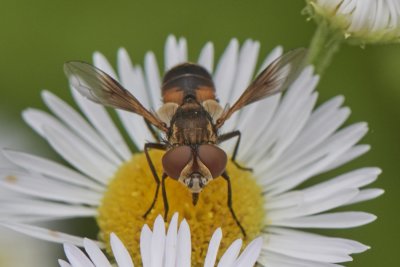 Ectophasia crassipennis or oblonga (f)