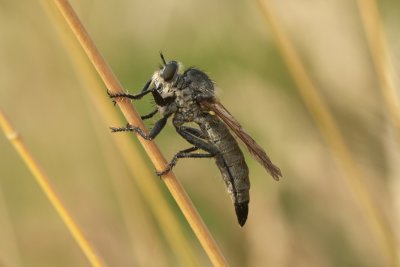Dysmachus fuscipennis (f)