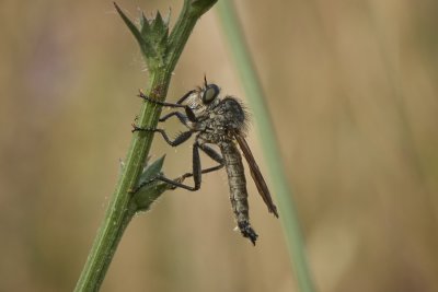 Dysmachus fuscipennis (m)
