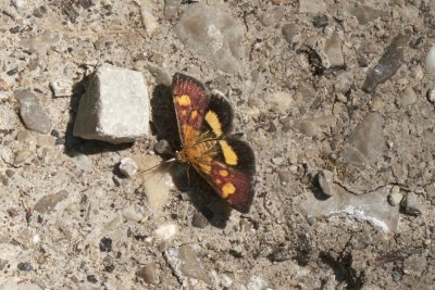 Pyrausta falcatalis