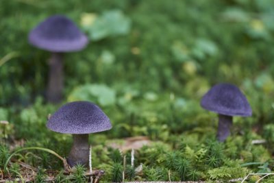 Cortinarius violaceus