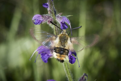 Hemaris tityus