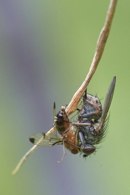 Coenosia sp. with prey (Geomyza sp.) 