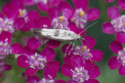 Scythris limbella