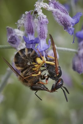 Hymenoptera - Hautflgler - wasps, ants, bees