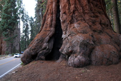 Sequoia_15.JPG