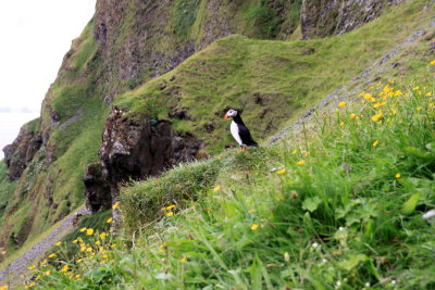 Puffins