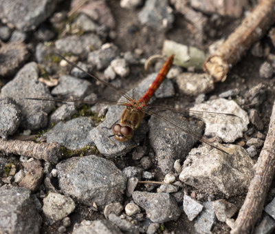 Common Darter Dragonfly 2
