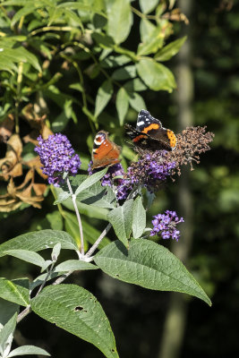 Red Admiral & Peacock Butterflys