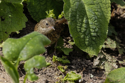 A Young Sparrow