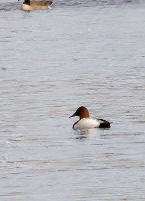 Canvasback -1.jpg