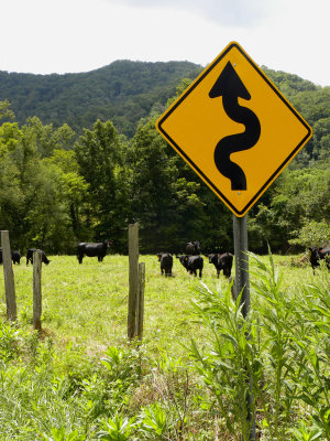 Curvy Sign and Grumpy Cows