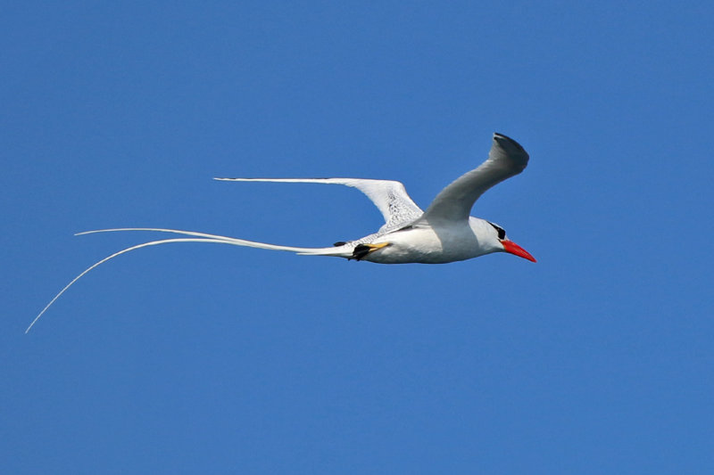 Red-billed Tropicbird