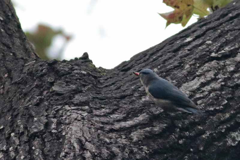 Velvet-fronted Nuthatch