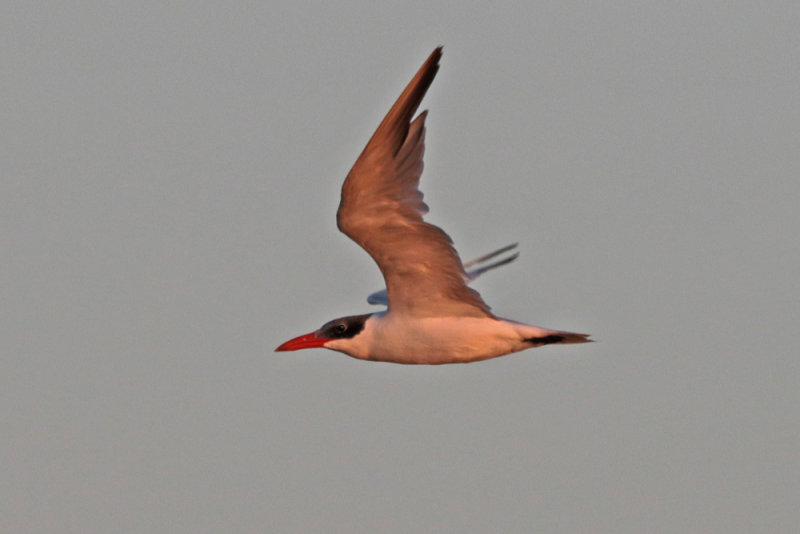 Caspian Tern