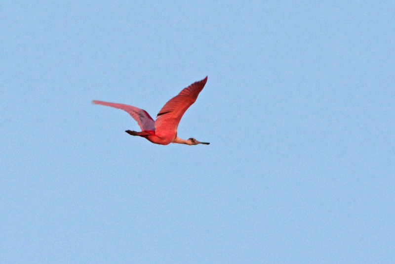 Roseate Spoonbill