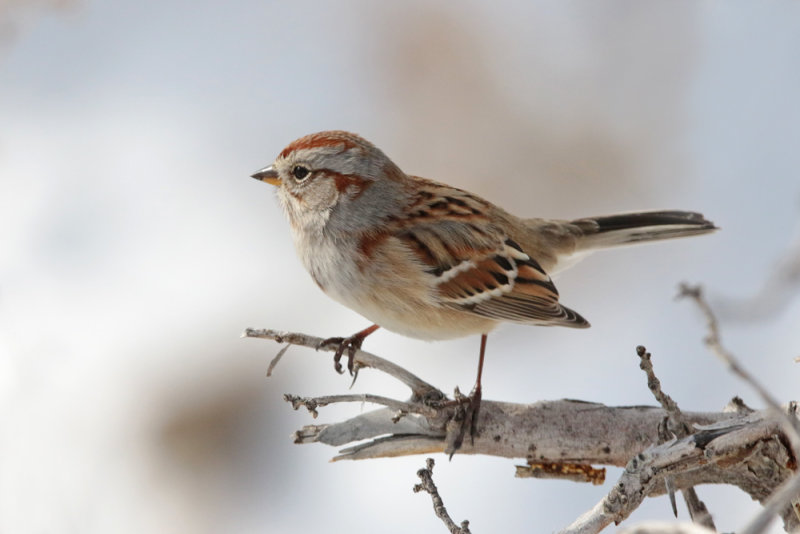 American Tree Sparrow