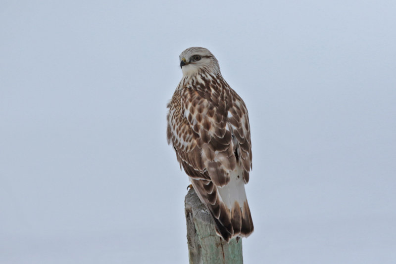 Rough-legged Hawk