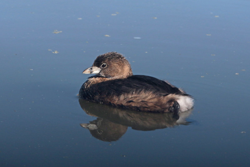 Pied-billed Grebe