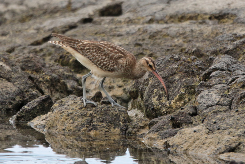 Bristle-thighed Curlew (Kioea)