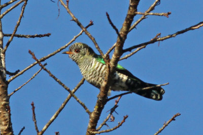 Asian Emerald Cuckoo