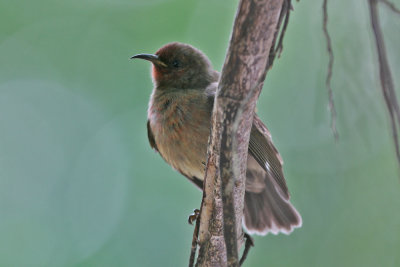 Micronesian Myzomela