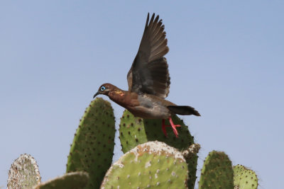 Galapagos Dove