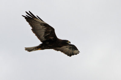 Galapagos Hawk