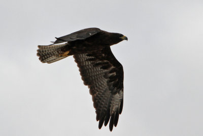 Galapagos Hawk