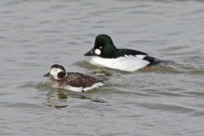 Long-tailed Duck with Common Goldeneye