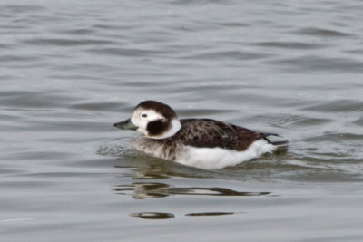 Long-tailed Duck