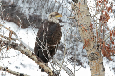 Bald Eagle