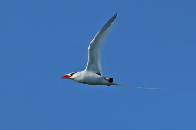 Red-billed Tropicbird