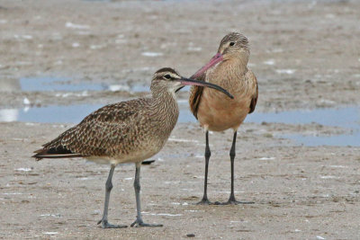 Whimbrel and Marbled Godwit