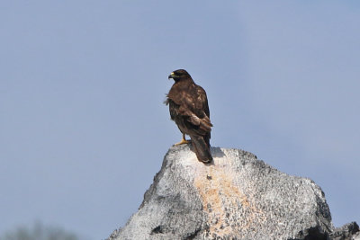 Galapagos Hawk (Espanola)