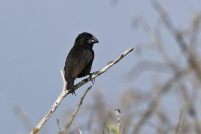 Large Ground-Finch (Espanola)