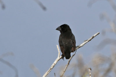 Large Ground-Finch (Espanola)