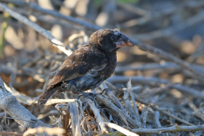 Large Ground-Finch (Espanola)