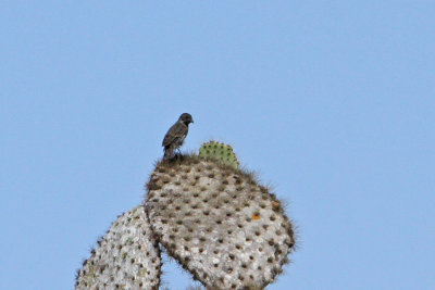Common Cactus-Finch (Santa Cruz)