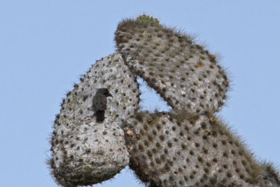 Common Cactus-Finch (Santa Cruz)