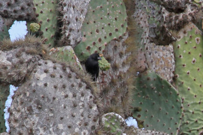 Common Cactus-Finch (Santa Cruz)