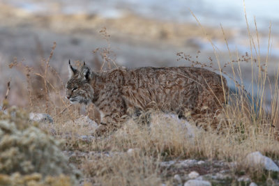 Bobcat