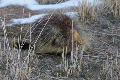 Porcupine